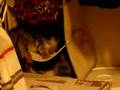 Dueling kittys part IIII