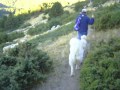 Perro de Montaña de los Pirineos. Parque Natural de l'Alt Pirineu