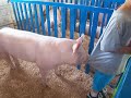 When Pigs Attack When Pigs Attack