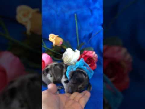Marley AKC Silver Dapple Male Miniature Dachshund Puppy for sale