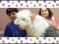 Sandy a Sheepdog