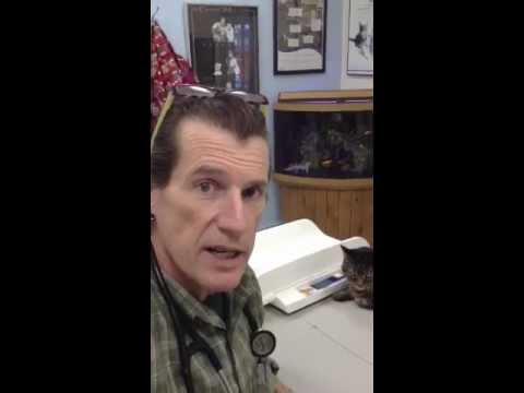 how to cure gingivitis in cats