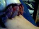 Stalin the Strawberry Hermit Crab