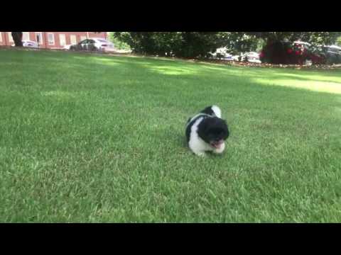 Copper s a very tiny, laid back, imperial Shih Tzu. Coopers mom is 9 lbs and his dad is 5 pounds