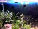 Aquário, com vários peixes tropicais. 