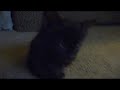 Ninja Kitten Close Up.mpg