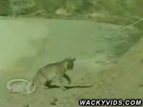 Gato silvestre mata Serpiente