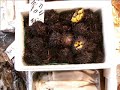Tsukiji fish market slideshow