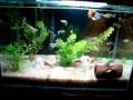 aquarip 23 litros lebistes 