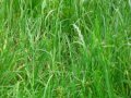 -El Verde Vida,Equilibrio,Armonia,Crecimiento,Renovacion,Salud