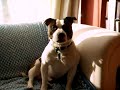 staffordshire bull terrier