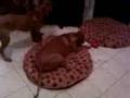 videos de Saphyre and Akilah