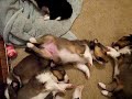 Sheltie puppy wags tail in his sleep