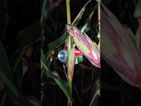 Puszka w kukurydzy, jak łatwo zniszczyć biznes rolnikowi!