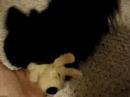 Chico and Loofah Dog Chico and Loofah Dog