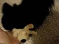 Chico and Loofah Dog