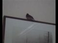 A Crazy Bird In My Apartment!