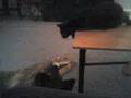 Dogs and Cats living together