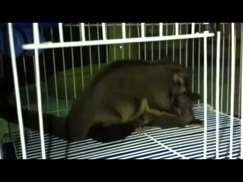 how to love sugar glider