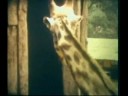 Recordaçoes registradas em Super 8mm por Ivo A.Fuckner a mais de 20 anos atras Editado por I.Fuckner (filho)