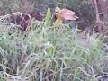 VID00006.AVI