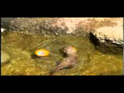 See video