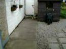 Abby at play