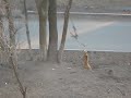 Собака качается