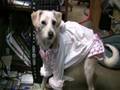 Sandy  the Chihuahua-Poodle Mix Dressed-up