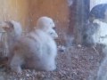Dad's turn to feed, Day 9