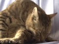毛繕いをしながらエキサイトベー スボール２ tsuneo