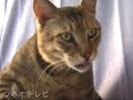毛繕いをしながらエキサイトベー スボール２ tsuneo