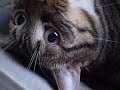 Our Kitten in... the Cavy's den