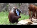 Orangutan