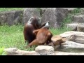 Orangutan Cools Off Like A Human. Orangutan Se Refroidit Comme Un Humain.