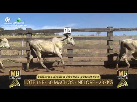 507� LEIL�O VIRTUAL MB LEIL�ES