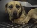 Iams et Eukanuba : tortures sur chiens