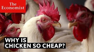 Why is chicken so cheap?