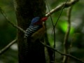 Banded Kingfisher