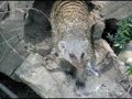 Krefelder Zoo - Erdm�nchen