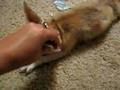 Zephyr the fennec fox likes to be pet