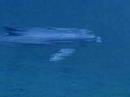 dolphin