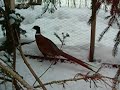 Our Ringneck Pheasants Our Ringneck Pheasants