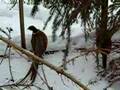 Our Ringneck Pheasants