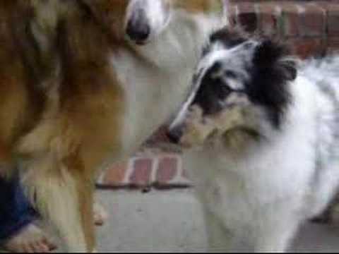 BluemerleSheltie - ADOPTED - Sky is a 6.5 month old blue merle sheltie. She is very white factored. She has naturally tipped ears. She has one blue eye and one brown. She is 15...