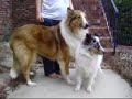 Sky the blue merle sheltie pup