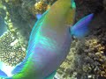 My underwater pictures from the red sea. shalm el shiekh,