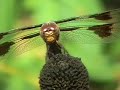 Dragonflies Up Close