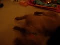 Crazy dog Crazy dog