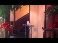 Funny parrot in a Chinese Restaurant